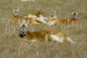New South Wales Animals Drucke: Mob of red kangaroo (Macropus rufus), Tidbinbilla Reserve, New South Wales