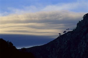 Bäume der Riesen-Kakteen-Schatten gegen die Wolken abgesetzt beim Sonnenuntergang im Kongulli-Nationalpark
