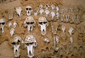 Drucke von Affenköpfe im Lehmwurf zur Abwehr böser Geister im Dorf Telle der Dogonen als Weltkulturerbe von UNESCO in Mali und Afrika Mali Drucke: Affenköpfe im Mudderwall zum Schutz vor bösen Geistern, Dorf der Dogonen von Telle