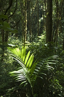 Costa Rican National Parks Drucke: Monteverde Cloud Forest Reserve, Monteverde, Costa Rica