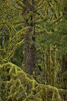 Lush Green Landscape Photography Drucke: Moss-covered branches in the rainforest