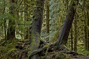USA National Park Photography Drucke: Moss-covered tree trunks in the rainforest
