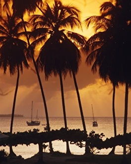 Tobago Beach Drucke: Mount Irvine Bay