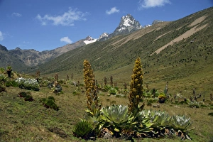 Monte Kenia