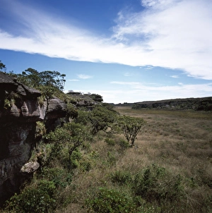 Brazilian Nature Scenery Drucke: Mount Roraima summit, swamp and scrub, Brazilian sector, Roraima State