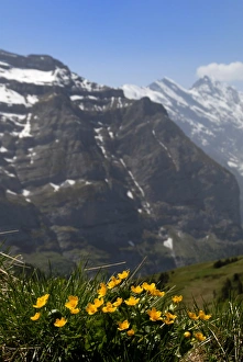 Bergblumen