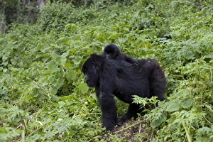 Mountain Gorilla Photography Drucke: Mountain gorilla
