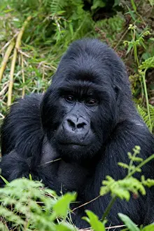 Berggorille (Gorilla gorilla beringsii) Silberbärer