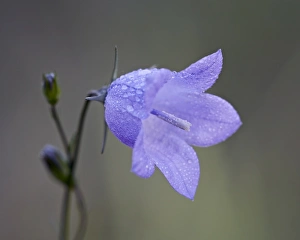 Drucke von Berghaarnflockenblume (Campanula lasiocarpa) im Glacier-Nationalpark in Montana/USA Nordamerika Montana Drucke: Berg-Hirschkrautwurzel (Campanula lasiocarpa), Glacier-Nationalpark, Montana