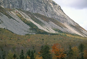 White Mountain National Forest Drucke: Mountain and trees in autumn (fall)