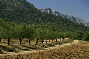 Andalusia Travel Destination Drucke: Mountains and olive trees
