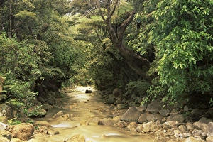 Coromandel Peninsula Drucke: Mountains stream