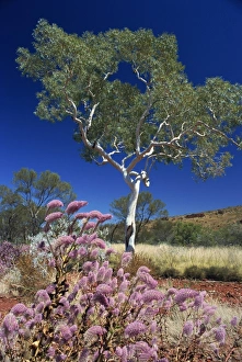 Western Australian Landscapes Drucke: Mulla mulla wildflowers and eucalyptus tree, Karijini National Park, Pilbara