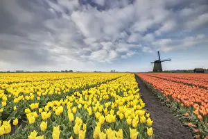 Tulip Field Photography Drucke: Multi-coloured fields of tulips at spring with windmill in the background, Schermerhorn