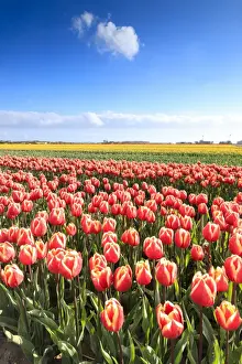 Vielfarbige Tulpen im Feld von Oude-Tonge während des Frühlingsblühs, Oude-Tonge, Goeree-Overflakkee