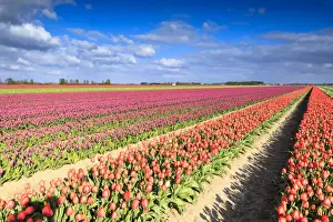Vielfarbenige Tulpen im Feld von Oude-Tonge während der Frühlingsblüte, Oude-Tonge, Goedereede