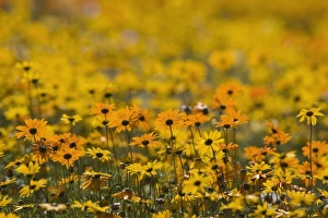 Rural Outdoor Photography Drucke: Namaqualand daisy (Dimorphotheca sinuata)