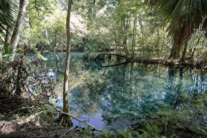 Naturquellen im Silver Springs State Park, wo der ursprüngliche Johnny Weissmuller war