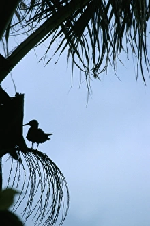 Seychelles Nature Reserve Drucke: Nature reserve