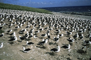 Albatross Conservation Efforts Drucke: Nesting black-browed albatross, Steeple Jason island, Falkland Islands, South America