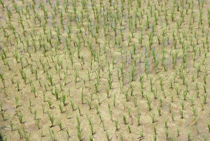 Rice Cultivation In Asia Drucke: Newly planted rice