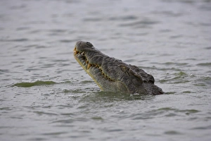 Colorful Animal Images Drucke: Nile crocodile