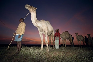 East African Landscape Drucke: Normadic camel herder at dawn