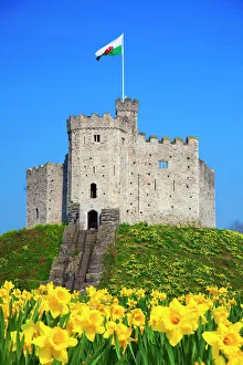 Drucke von Normanschloss und Dürrigewächse in Kardifffestung Kardiff im Vereinigten Königreich Großbritannien Europa Stil Drucke: Normanschloss und Daphneblumen im Schloss von Kardiff in der Stadt Kardiff in Wales im Vereinigten Königreich Europa