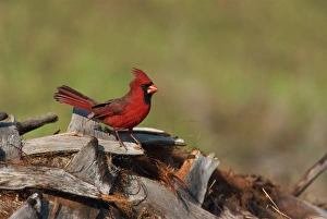 Contemporary Travel Photography Drucke: Northern cardinal