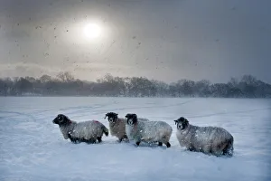 Schafe Drucke: Nordumbriansch Schaf mit schwarzer Gesichtsmaske im Schnee bei Tarset nahe von Hexham im Nordumfriesland