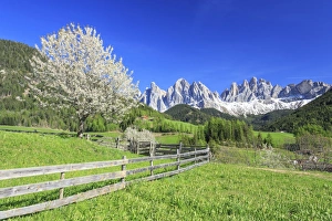 South Tyrol Photography Drucke: The Odle in background enhanced by flowering trees, Funes Valley, South Tyrol, Dolomites