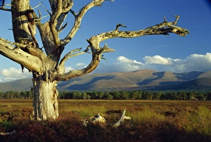 Bare Trees Europe Drucke: Old and dead Scots pine tree