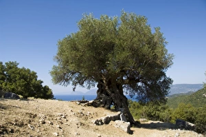 Olive Tree Landscape Photography Drucke: Very old olive tree