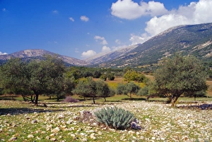 Ionian Islands Tourism Drucke: Olive groves