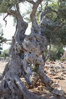 Olive Trees In Greece Drucke: Olive tree