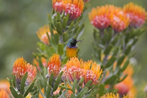 Cape Town Botanical Garden Drucke: Orange-breasted sunbird