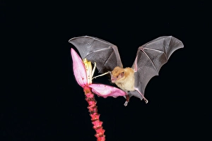 Central American Wildlife Photos Drucke: Orange nectar bat (Lonchophylla robusta) hovering and drinking nectar from a wild red banana flower (Musa velutina)