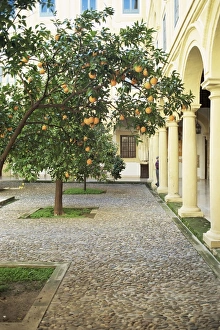 European Fruit Trees Drucke: Orange tree in courtyard