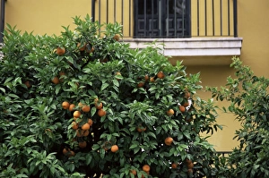 European Union Natural Landscapes Drucke: Orange tree outside house