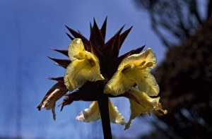 Tropical Flower Drucke: Orectanthe sceptrum, summit of Mount Roraima, Venezuela, South America