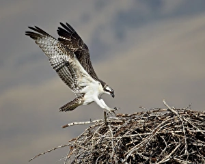 Aalschwalbe (Pandion haliaetus) landet auf seinem Nest, im Lemhi-County in Idaho der Vereinigten Staaten von Amerika