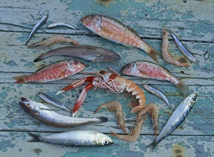 Mediterranean Seafood Drucke: Overhead view of a selection of fish