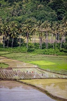 Rice Field Landscape Photography Drucke: Paddy farmers at work in rice fields, Sumba, Indonesia, Southeast Asia, Asia