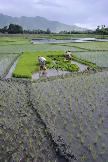 Rice Cultivation Techniques Drucke: Paddy Fields