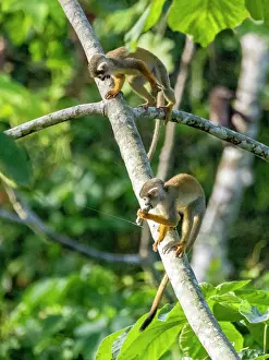Squirrel Monkey Drucke: A pair of common squirrel monkeys