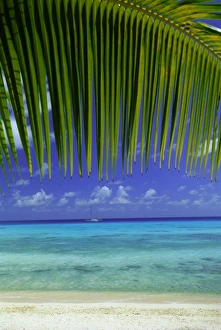 Pacific Ocean Coastlines Drucke: Palm frond and beach
