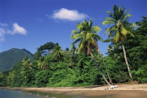 Central America Beach Vacation Drucke: Palm lined beach
