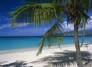 Drucke von Palmtee und Strand in der Nähe von Grand Anse-Strand auf Granadakaipen im Karibikbecken Verwandte Bilder Drucke: Palmtee und Strand