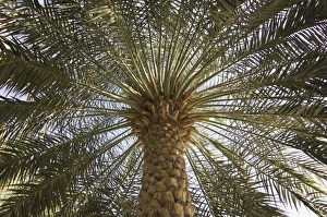 Palm Tree Silhouette Drucke: Palm tree