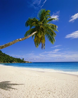 African Palm Tree Drucke: Palm tree and beach
